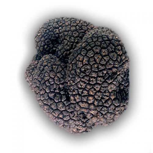 fresh_black_summer_truffles